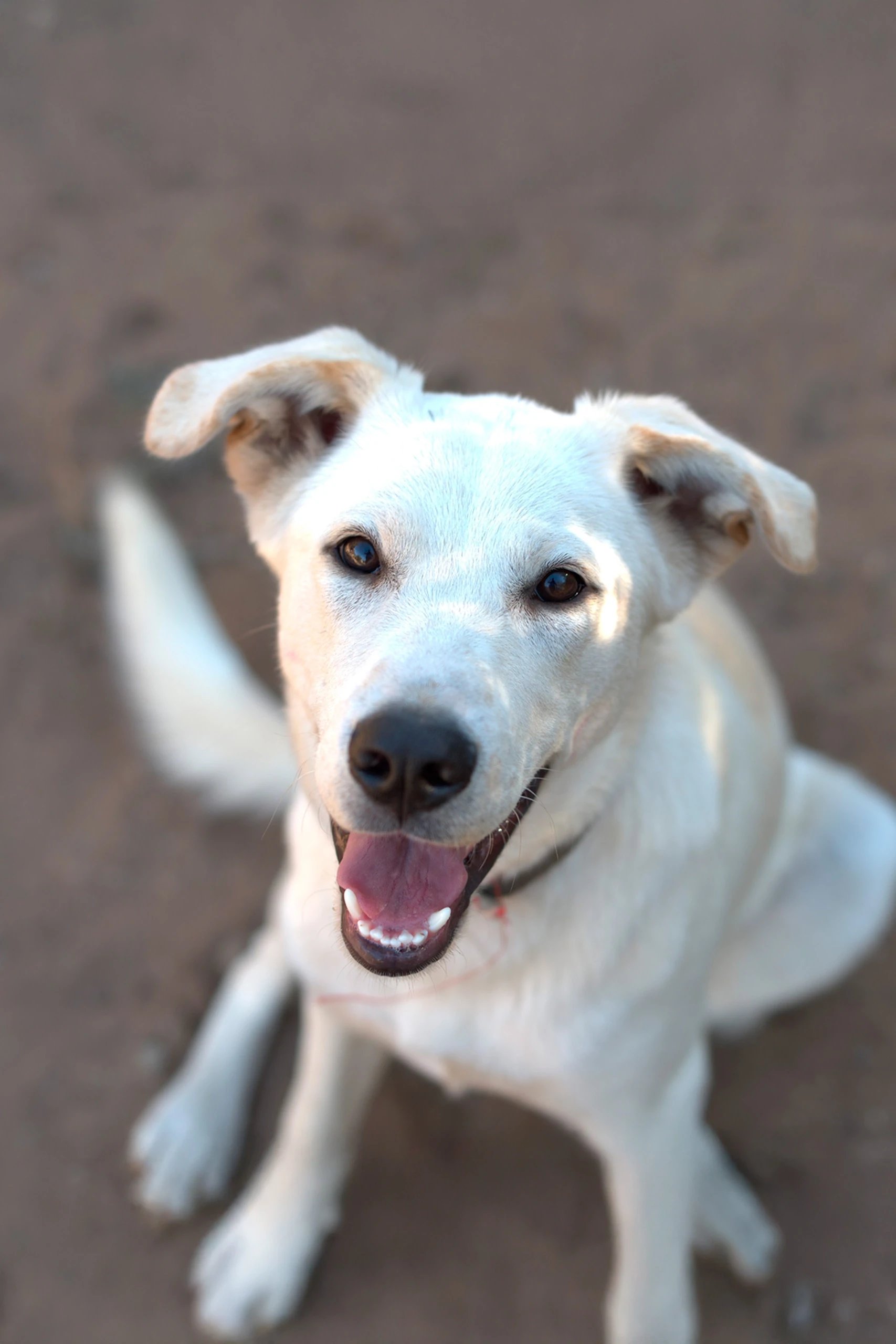 Fotografía Canina - Elegancia en Negro